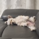 행복반점 이미지