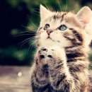 아도니스모터스 이미지