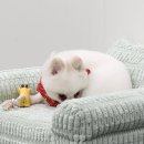 도리앤펫 이미지