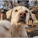 굿데이독 케어센터 이미지