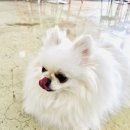 러블리 독 이미지