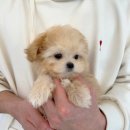 조은애견 이미지