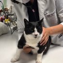 굿모닝동물병원 - 용인시 처인구 경안천로 2 | 고양이 | 갑상선 완치 | 신부전 발병 | 종합 건강검진 | 동물병원 비용 | 울산동물병원