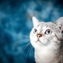 현대동물병원 애견용품 이미지