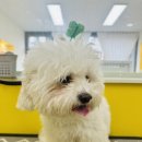 솜사탕 애견미용실 이미지