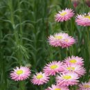 로단테(Rhodanthe) 이미지