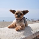 푸른들동물병원 이미지