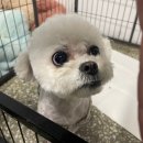 해별 | 충북 음성에서 충남 아산으로 입양 간 비숑 '해별이' 입양 후기