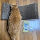주댕이네 | 고양이 발톱관리 먀오 스크래쳐 후기 !!