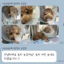다솜동물병원 | 부산 금정구 대형 야간 동물병원 다솜동물병원에서 지방종 제거 후기