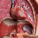 스완지 대학 @SamWebster 구독 Pancreas (anatomy) Where is the pancreas? #an 이미지