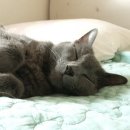 하단오거리 동물의료센터 이미지