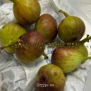 우진교통(주) | 무화과의 계절, 가을이 왔어요. 마음껏 먹고 또 먹은 한 주 돌아보기
