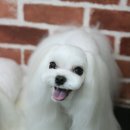 밤톨도톨