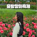 중랑천변4(녹천교) | 서울 중랑장미축제 가는길 중랑천장미공원 놓치면 아쉬운 포인트