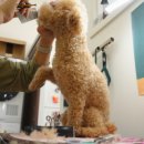 강아지 미용 이미지