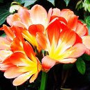 민들레화원 이미지