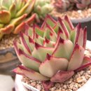 석인농장 이미지