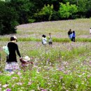 내미로리 이미지