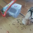 쳐묵쳐묵 이미지