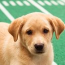 people puppy 이미지