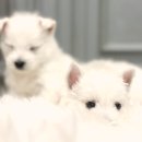 화이트 독 이미지