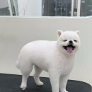 올펫살롱 이미지