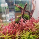 물속풍경수족관 | [양천구수족관 / 강서구수족관] 첫 물생활, 처음이라 더 중요해요