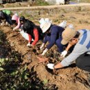 인천시교육청 “농촌 일손 돕고 수확의 기쁨 누리고” 이미지