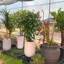 2GO농장 | 관리샵에 선물한 인테리어 개원축하화분 추천 개업문구