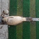 천동낚시 이미지