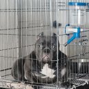 아메리칸 불리 하우스 이미지