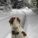 Maple Lodge 이미지