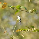 보르네오 섬의 새45 - pied flycatcher 이미지