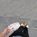 26년 6월 3주차 일상 : 오 레이디버드! 이건 널 위한 네 번째꿈과 희망에 휩싸여 있는가?