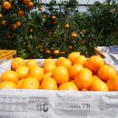 형대농장 이미지