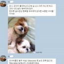 개와 고양이 이미지