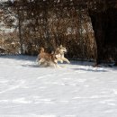 제이 애견 호텔 이미지