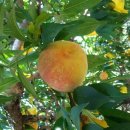 혁이네 농장 이미지