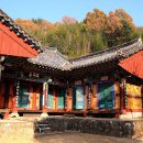 천년나무7 A 이미지