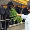 용우농장 이미지