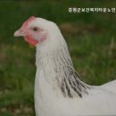 증평노인전문요양원 | 내성리요양원 증평군보건복지타운노인전문요양원 안전하고 편안한 요양원