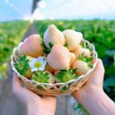 참사랑농원 이미지