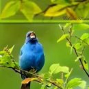 Indigo bunting 유리멧새 이미지