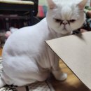 고양이무마취미용 고무미 이미지