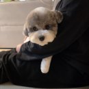 뽀송뽀송강아지미용실 | [마산동 애견 미용] 마산동 강아지 미용실 도도버드 후기