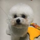 애견미용사 장윤희 이미지