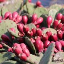 김윤식농장 이미지