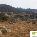 한잎새