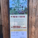 꾸미랑유치원 | 경기도 포천 / 미니 사과따기 체험 ‘사과깡패’ 솔직후기